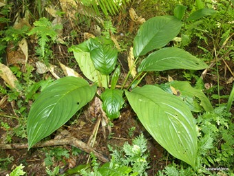 [Tacca_bat_flower2.jpg]