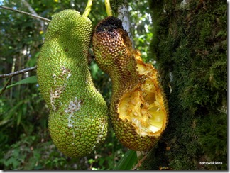 Buah_cempedak2