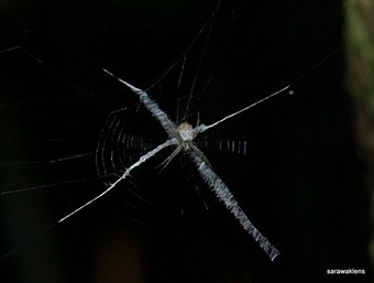 [Spider_Gunung_Jagoi2.jpg]