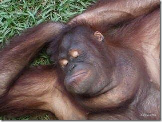 orang_utan_face1