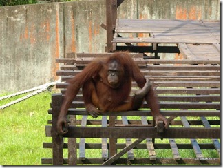 orang_utan