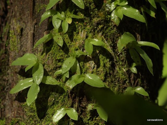 [Coelogyne_rochussenii (2).jpg]