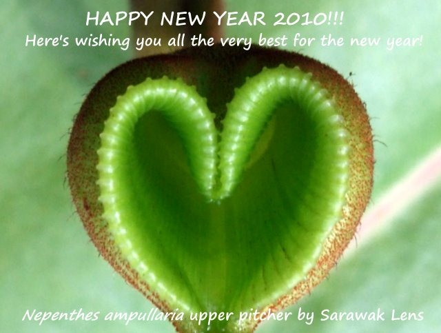 [Nepenthes_ampullaria_upper_pitcher[2].jpg]