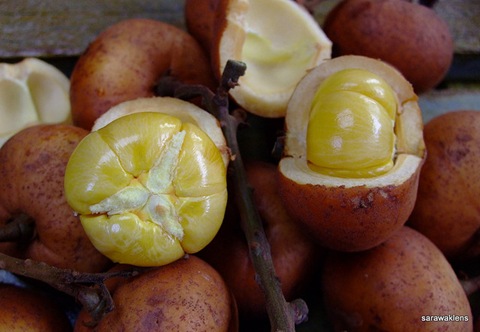 Baccaurea Lanceolata