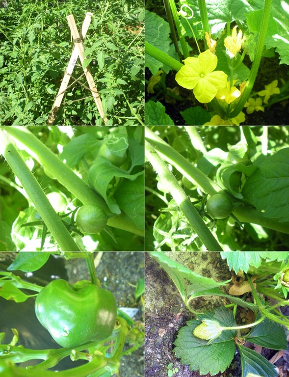 [garden2[3].jpg]