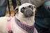 DSC_0287.jpg