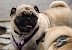 DSC_0091.jpg