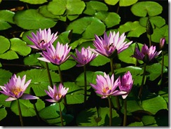 Ninféias