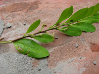 Hoja de coca