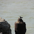 Una brisna Una brisna