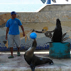 El show de los lobos marinos El show de los lobos marinos