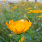 Trémolo amarillo Trémolo amarillo
