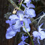 Exposición Orquídeas 2005 Exposición Orquídeas 2005
