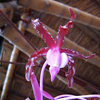 Exposición Orquídeas 2005 Exposición Orquídeas 2005