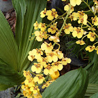 Exposición Orquídeas 2005 Exposición Orquídeas 2005