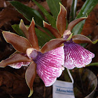 Exposición Orquídeas 2005 Exposición Orquídeas 2005