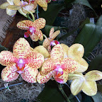Exposición Orquídeas 2005 Exposición Orquídeas 2005