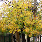 Otoño La Plata Otoño La Plata