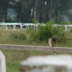 Aves en el hip&oacute;dromo