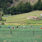 Cosechando cebolla