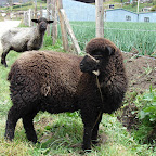 La oveja negra