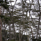 Café santandereano Café santandereano