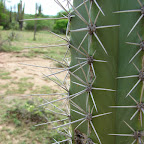 Detalle de un cactus Detalle de un cactus