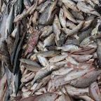La jornada de los pescadores