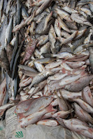La jornada de los pescadores MSS