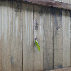 Insectos en todas las paredes