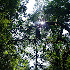 El techo del manglar El techo del manglar