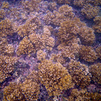 Corales en la Ensenada de Utría Corales en la Ensenada de Utría