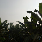 Las plantaciones de banano Las plantaciones de banano