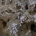 Caracoles en la zona de La Miel