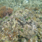 Corales en La Miel