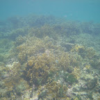 Corales en San Bernardo