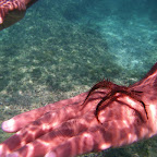 Fauna del arrecife de coral de San Bernardo Fauna del arrecife de coral de San Bernardo