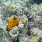 Corales en San Bernardo Corales en San Bernardo