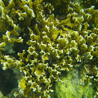 Corales en San Bernardo Corales en San Bernardo