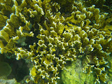 Corales en San Bernardo Corales en San Bernardo