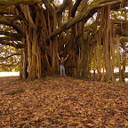 Bajo la sombra del árbol de Guacarí Bajo la sombra del árbol de Guacarí