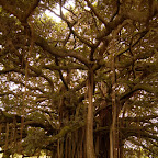 Bajo el árbol de Guacarí Bajo el árbol de Guacarí