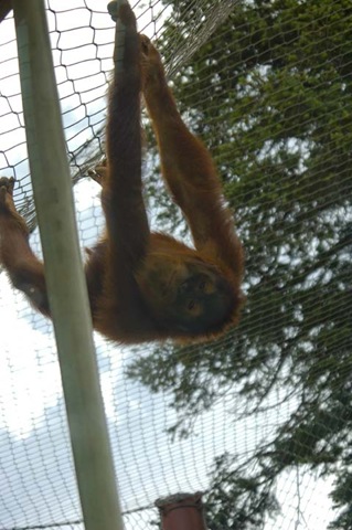 [2009_0703_CMZoo-114[2].jpg]