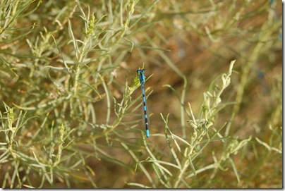 2009_0724_GreatSandDunesNP-133
