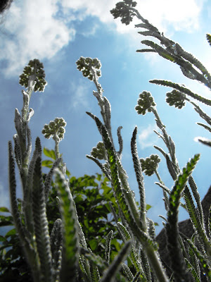 Macin1 Munții Măcin