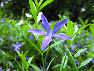 Macin8 Munții Măcin