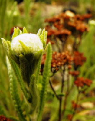 Macin24 Munții Măcin