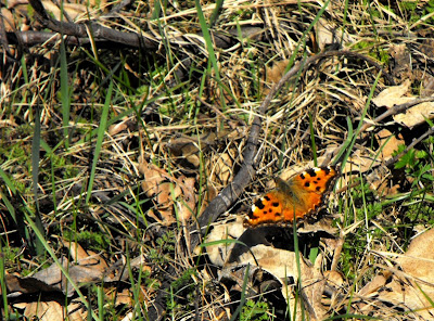 Macin. Fluturasi primavara