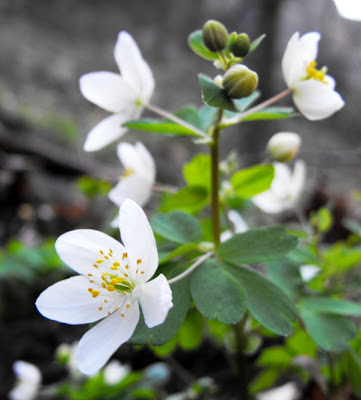 Macin. Flori de primavara. Gainusa alba