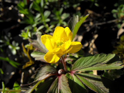 Macin. Flori de primavara. Gainusa galbena